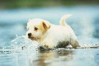 Chien